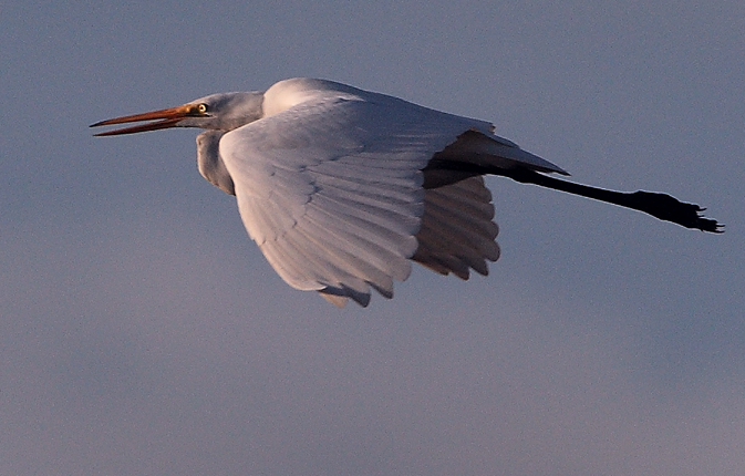 Download Great Egret - Flight (673Wx430H)