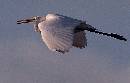 Great Egret - Flight (673Wx430H) - Great Egret in Flight - Amelia - 2008 