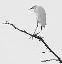 Great Egret Branch (534Wx550H) - Great Egret on Branch - Eagen's Creek - Amelia Island - 2008 -  