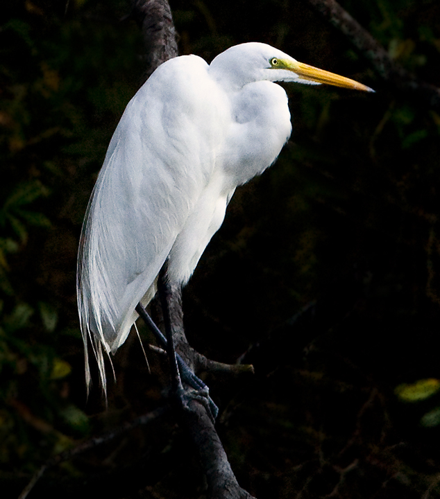 Download Great Egret (634Wx720H)