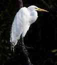 Great Egret (634Wx720H) - Great Egret - Amelia Island - 2008 