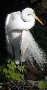 Great White (473Wx900H) - Great White Egret on Branch - Amelia - 2008 