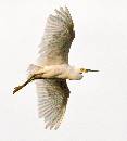  (700Wx781H) - Great White in Flight 2 - 2008 
