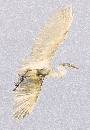 Great White 2 (600Wx868H) - Great White in Flight 3 - 2008 