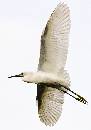 Great White Flight 2 (600Wx855H) - Great White in Flight 2 - 2008 