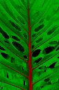  (522Wx800H) - GreenLeaf 