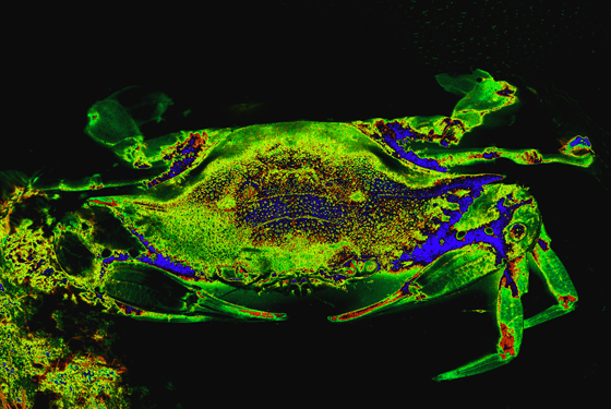 Download Green Crab (560Wx375H)