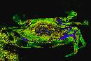 Green Crab (560Wx375H) - Tangier Island Crab - 2004 