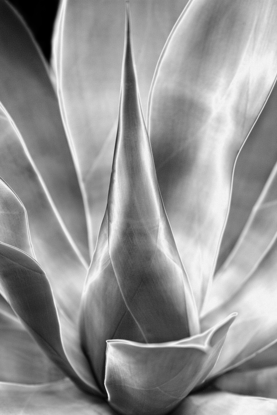 Download Green Flower - Silve (900Wx1350H)