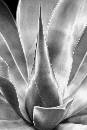 Green Flower - Silve (900Wx1350H) - Silver Version of Green Flower Sharp - Italy - 2007 