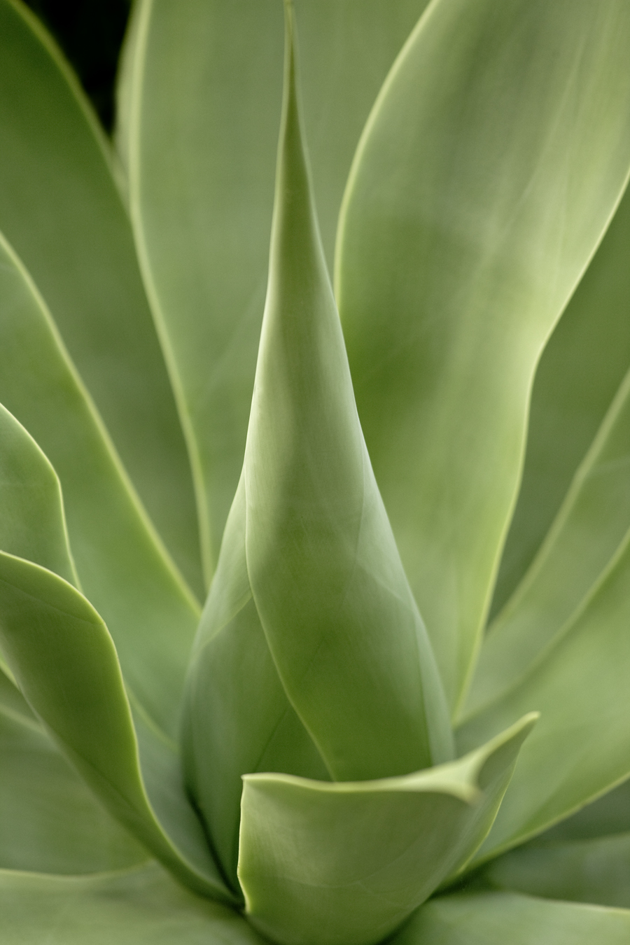 Download Green Flower Sharp (900Wx1350H)