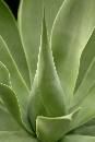 Green Flower Sharp (900Wx1350H) - Green Flower - Sharp - 2007 
