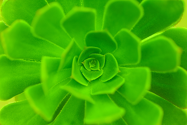 Download GreenGreen (600Wx402H)
