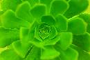 GreenGreen (600Wx402H) - GreenFlower - 2004 
