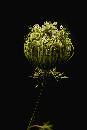 Green Flower (880Wx1320H) - Green Flower - Sicily - 2007 