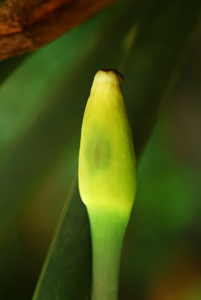 Download GreenFlower (405Wx605H)