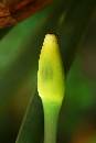 GreenFlower (405Wx605H) - Just Beautiful to Me - Costa Rica - 2005 