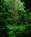  (600Wx709H) - Deep Woods - Alaska - No Bears Here! 