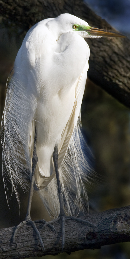 Download Gree Stripe 2 (540Wx1078H)