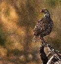 Frankolin II (950Wx1000H) - Frankolin II - Africa - 2010 