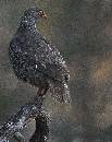 Frankolin (874Wx1100H) - Frankolin - Africa - 2010 