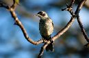  (693Wx452H) - GroundThrush - Galapagos - 2002 
