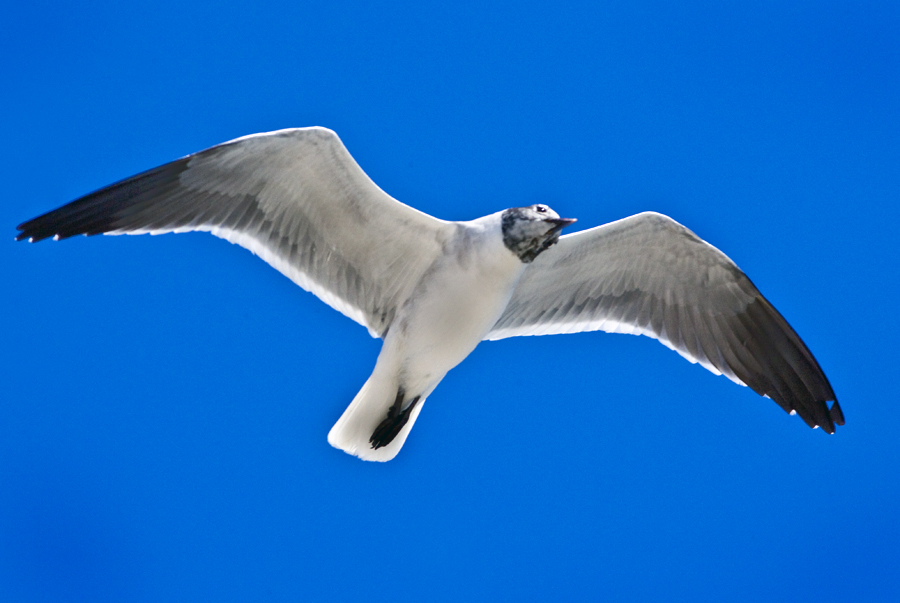 Download Gull in Flight (900Wx603H)