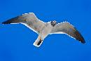 Gull in Flight (900Wx603H) - Gull in Flight - Amelia - 2008 
