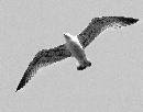 Gull (941Wx738H) - Gull - 2007 
