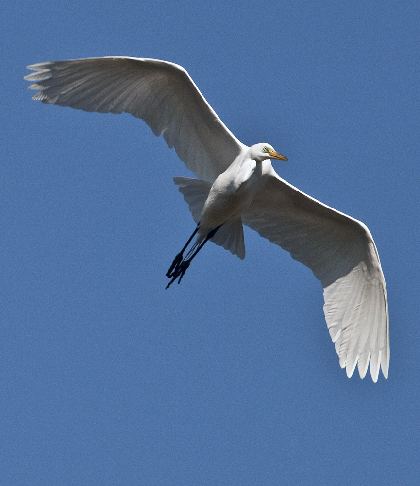 Download Hanging High (865Wx1000H)