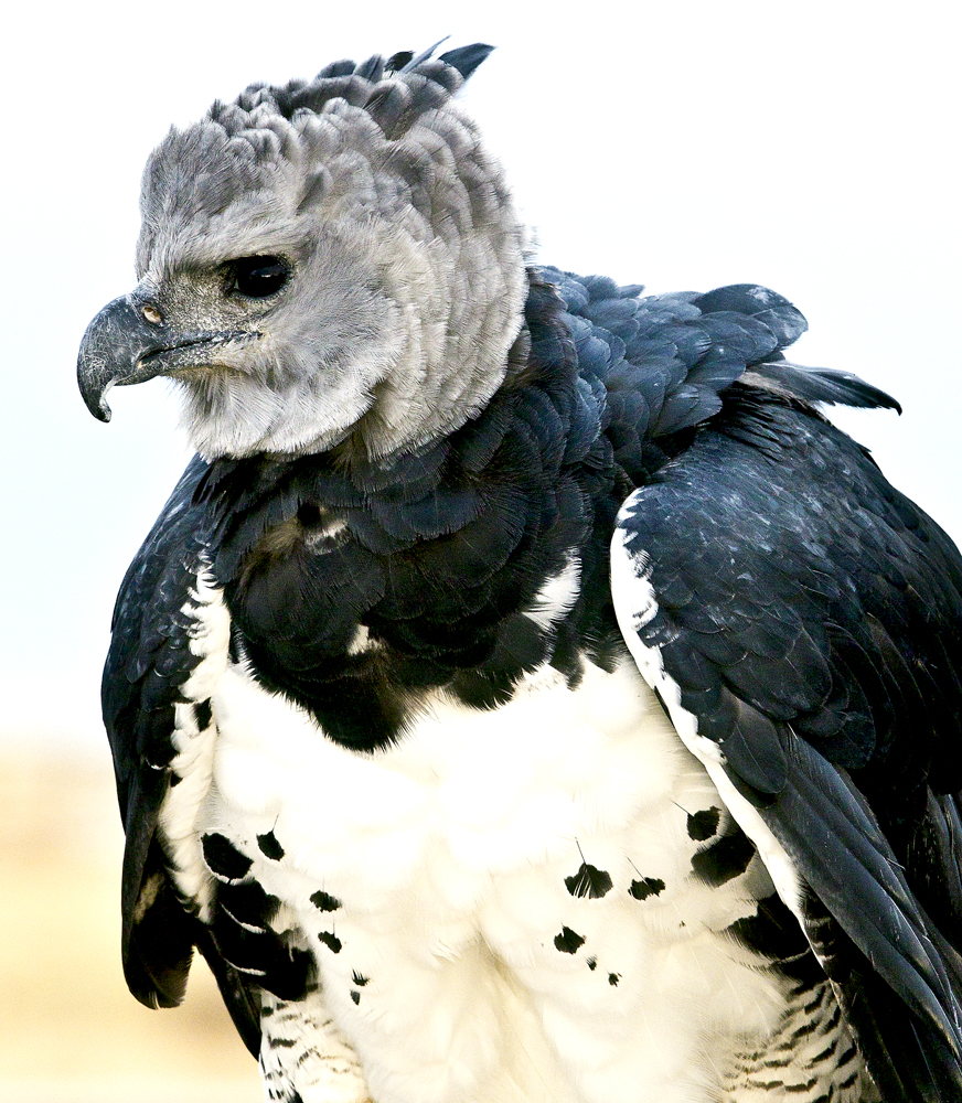 Download Harpy (872Wx1000H)