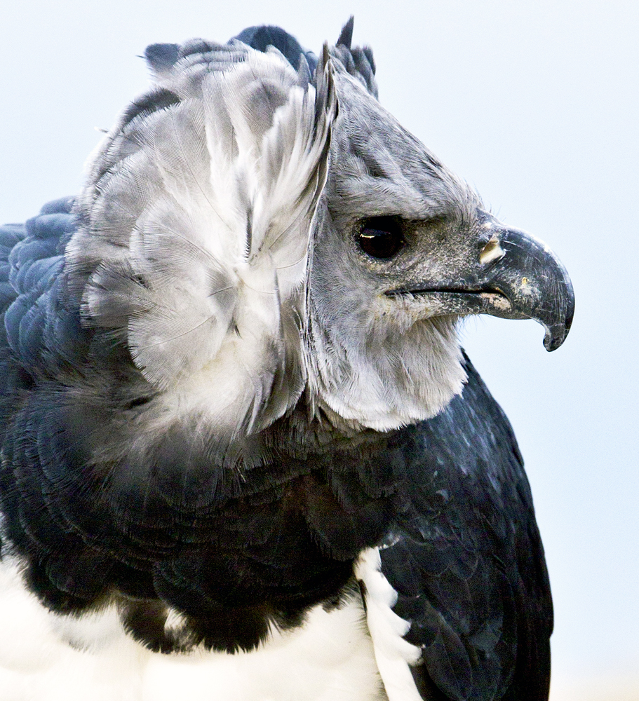 Download Harpy III (911Wx1000H)