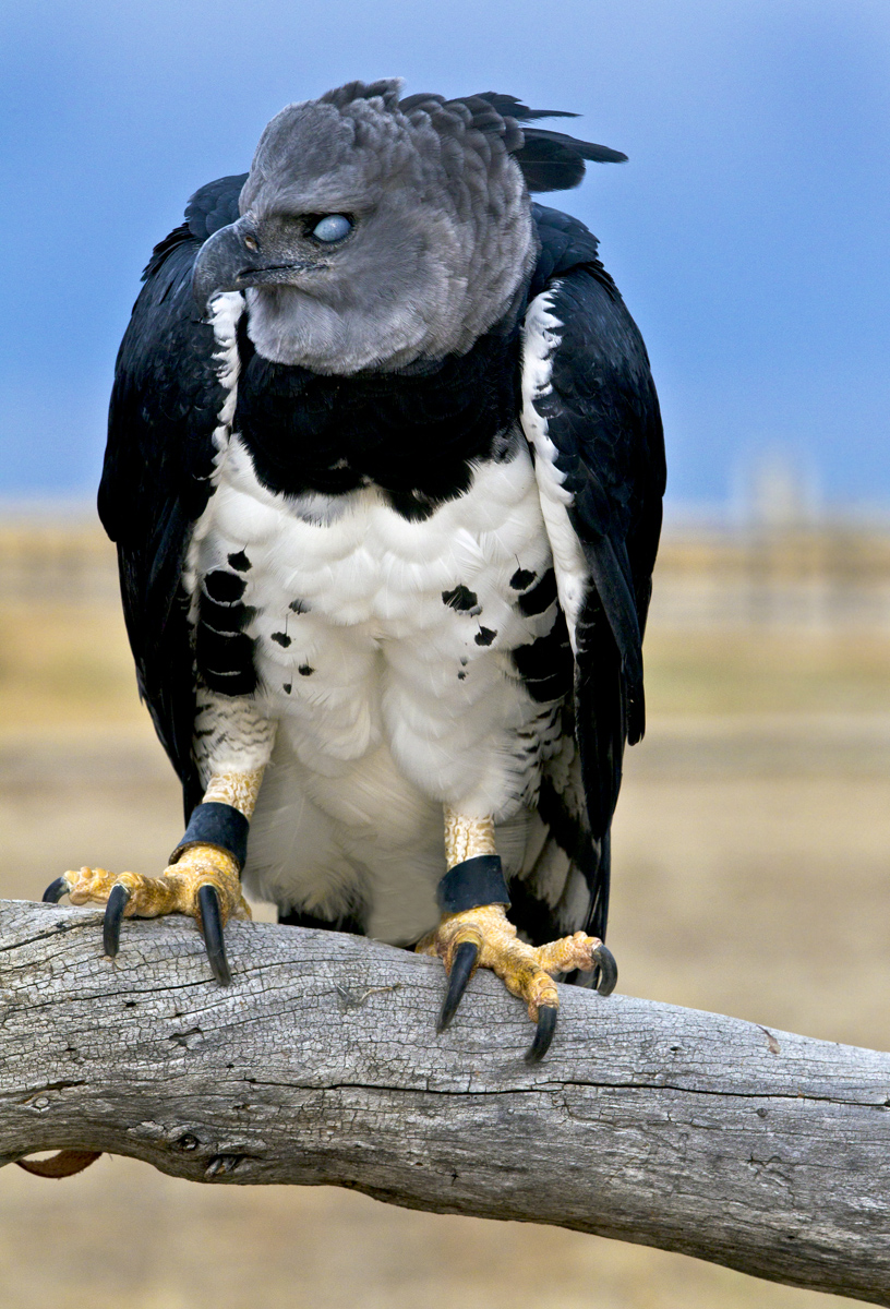 Download Harpy IV (816Wx1200H)