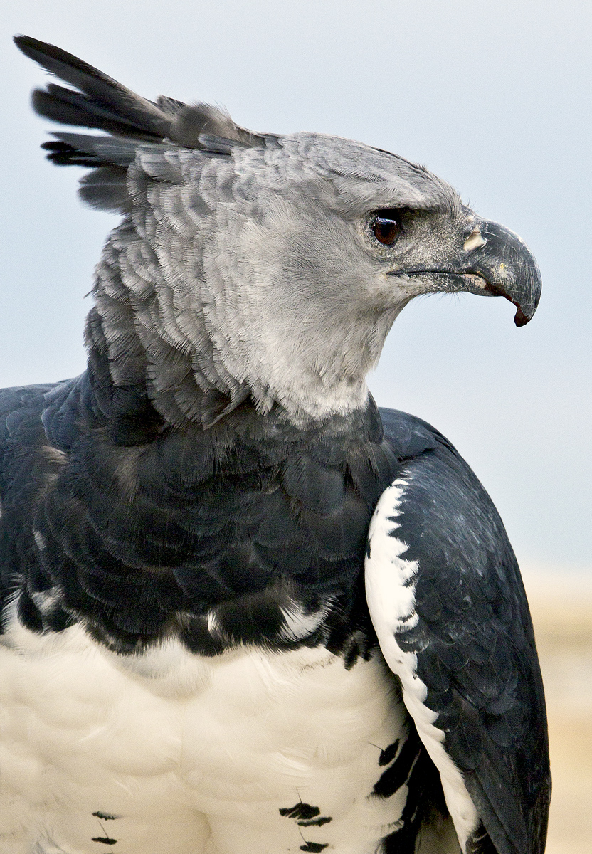 Download Harpy V (832Wx1200H)