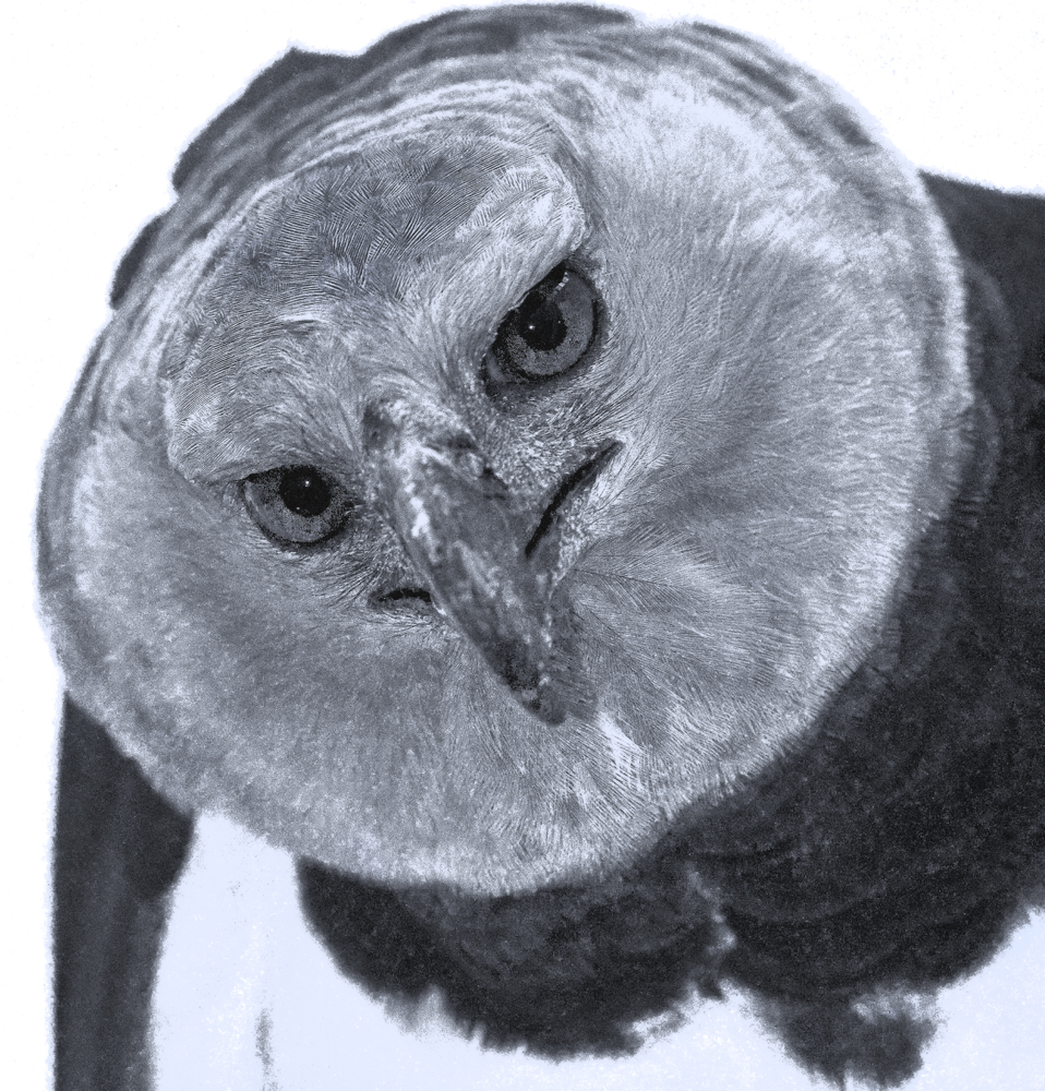 Download Harpy Head II (958Wx1000H)
