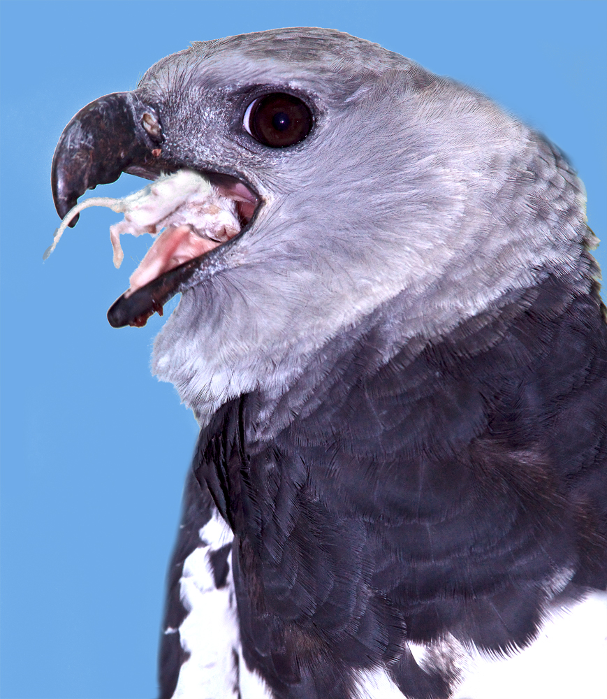 Download Harpy with Mouse (869Wx1000H)