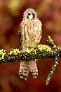 Hawk I (800Wx1200H) - Hawk I - Boise - 2010 
