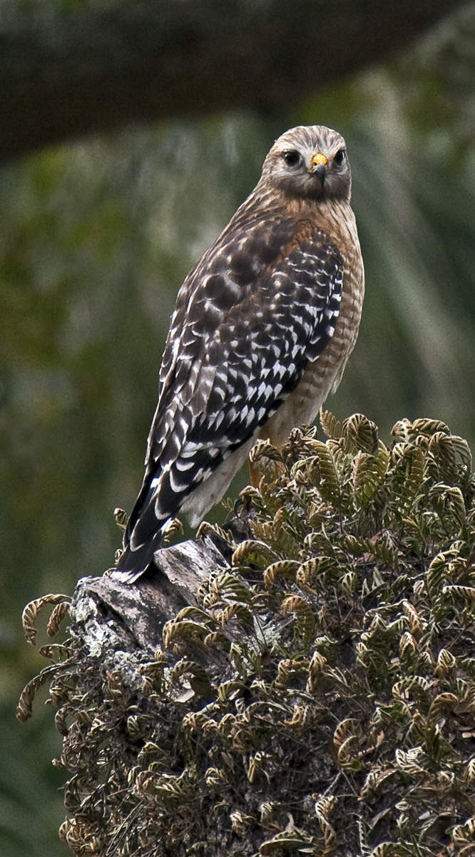 Download Hawk Branch 3 (666Wx1200H)