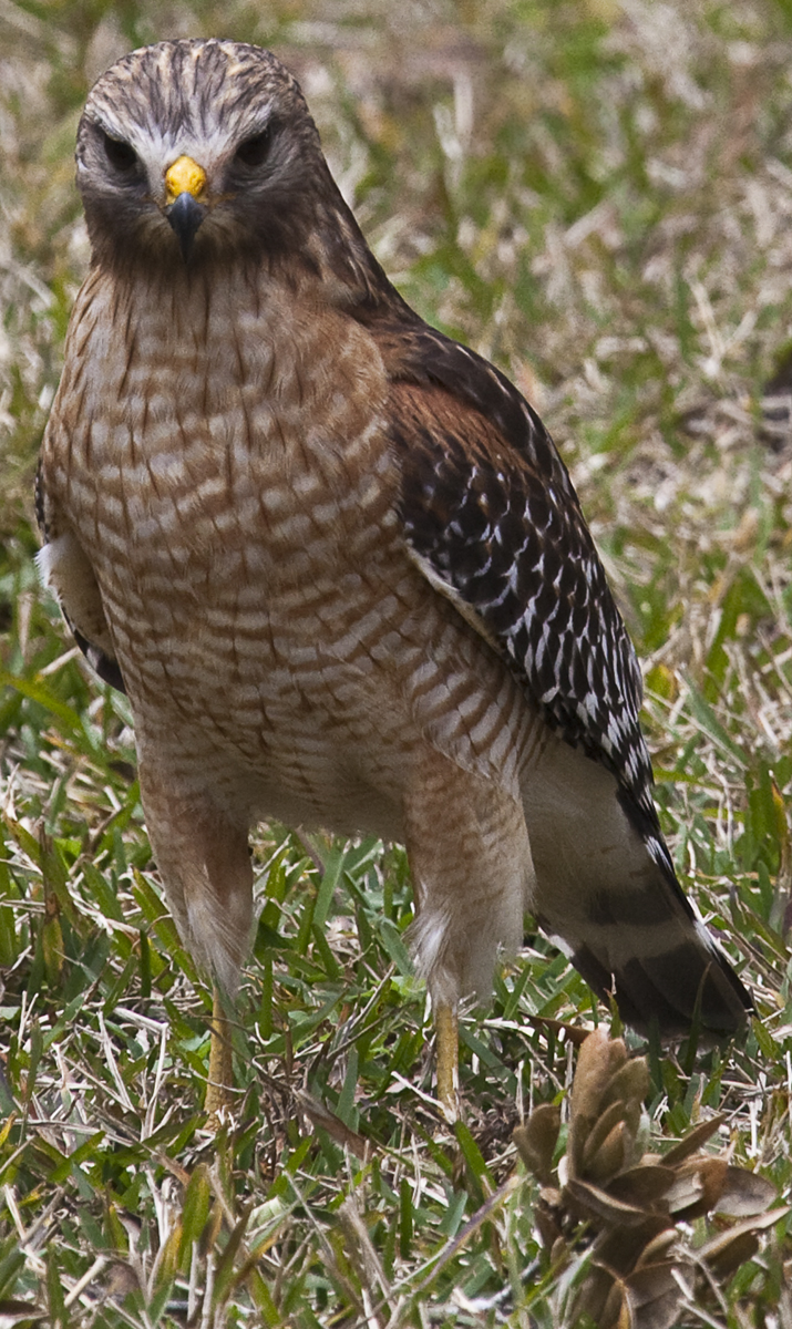Download Hawk on Ground (715Wx1200H)