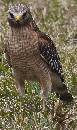 Hawk on Ground (715Wx1200H) - Hawk on the Ground - Amelia Island - 2010 