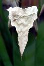 HeartFlower (405Wx608H) - HeartFlower - 2004 