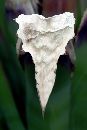  (405Wx608H) - A Heart Flower For My Love! 