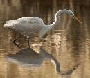 Looking at You 2 (1045Wx900H) - Here's Looking at You 2 - Amelia Island - 2010 