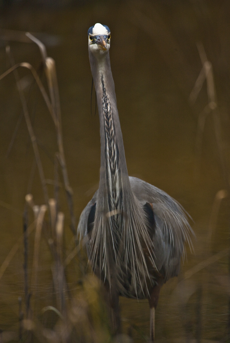 Download Looking at You (740Wx1100H)