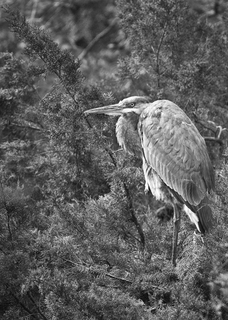 Download Herron - B&W (457Wx640H)