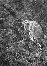 Herron - B&W (457Wx640H) - Herron B&W 