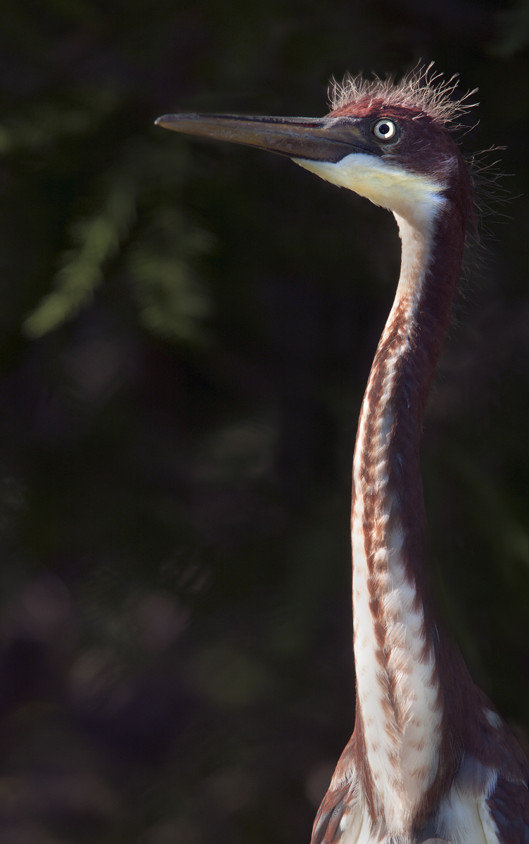 Download Heron Baby Lookng Up (752Wx1200H)