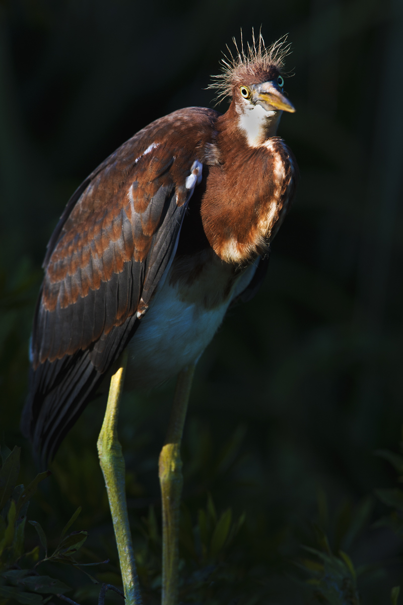 Download Heron Baby Posing (800Wx1200H)