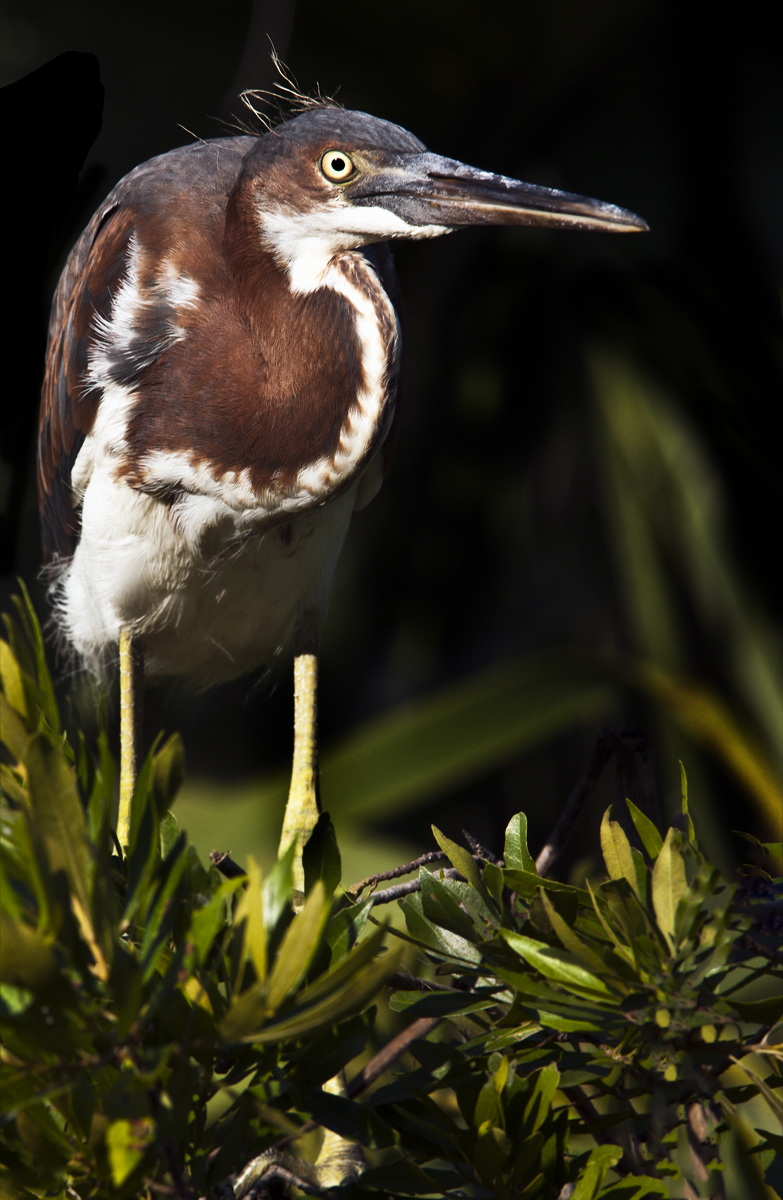 Download Heron Chk on Branch (783Wx1200H)