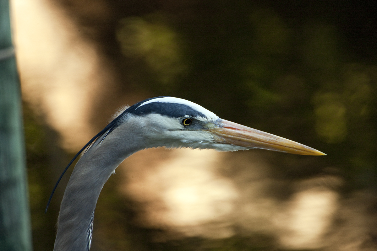 Download Heron Face (1200Wx800H)